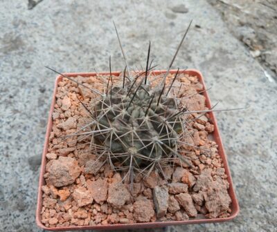 Lobivia haematantha R 165 - Зображення 3