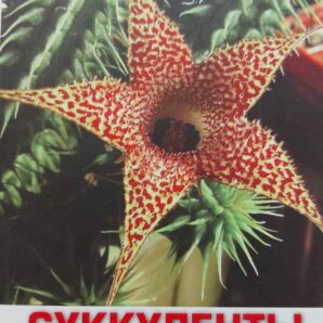 Наталія Андрєєва СУККУЛЕНТЫ И ИХ СЕКРЕТЫ