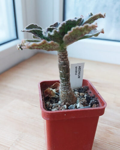Aeonium smithii - Зображення 2