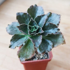 Aeonium smithii