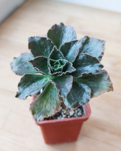 Aeonium smithii