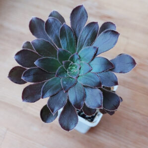 Aeonium holochrysum