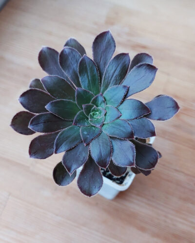 Aeonium holochrysum