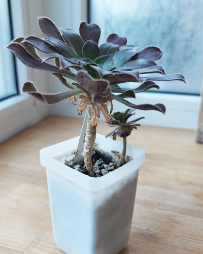 Aeonium holochrysum - Зображення 2