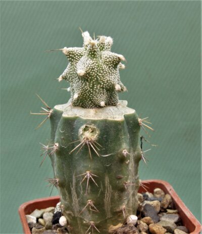 astrophytum-ornatum-‘kikko-1