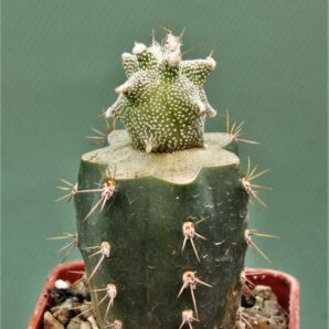 astrophytum-ornatum-‘kikko-2