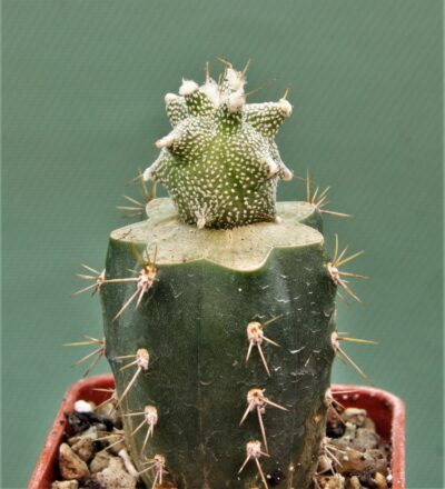 astrophytum-ornatum-‘kikko-2