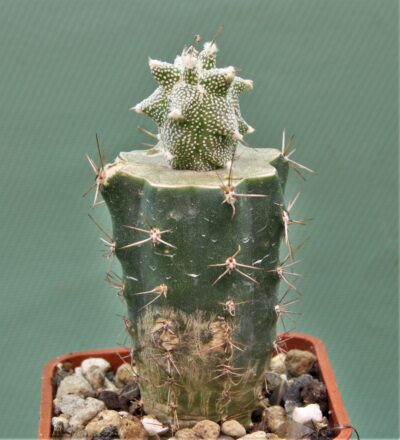 astrophytum-ornatum-‘kikko-3