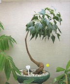 Brachychiton populneus у культурі