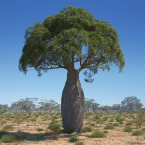 Brachychiton (Брахіхітон)