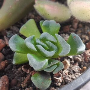 Crassula celia | 28