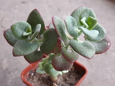Crassula cordata - Зображення 2