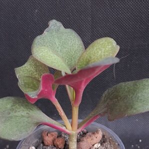 Crassula streyi
