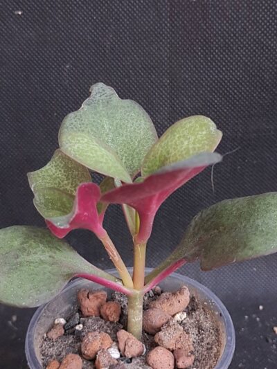Crassula streyi