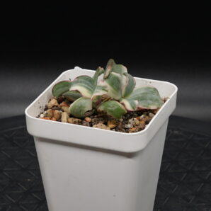 Crassula Curly Green variegated