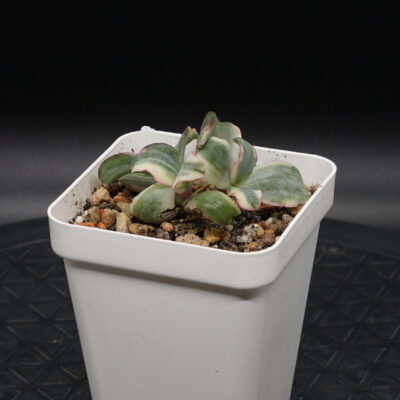 Crassula Curly Green variegated