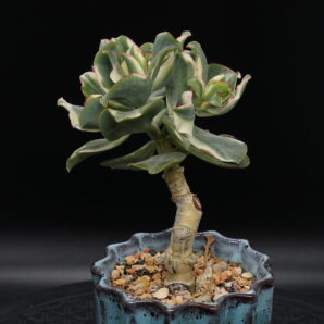 Crassula Curly Green variegated