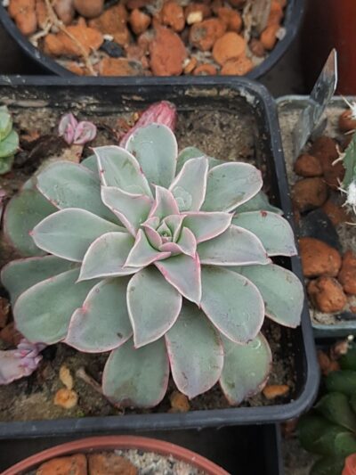 Echeveria Fantastic Fountain - Зображення 2