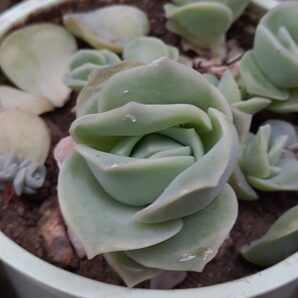 Echeveria 'Lovely Rose'