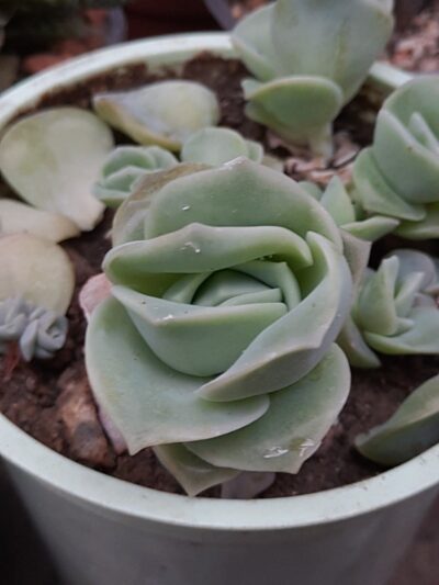 Echeveria 'Lovely Rose'