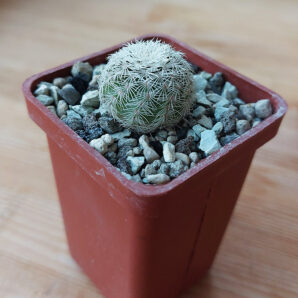 Echinocereus reichenbachii