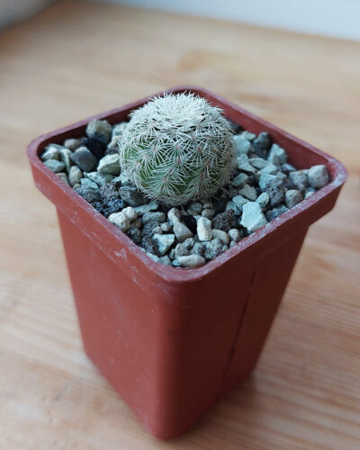 Echinocereus reichenbachii