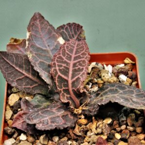 euphorbia-francoisii-gybrid-2