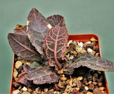 euphorbia-francoisii-gybrid-2