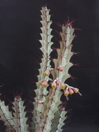 Euphorbia Greenwayi - Зображення 2