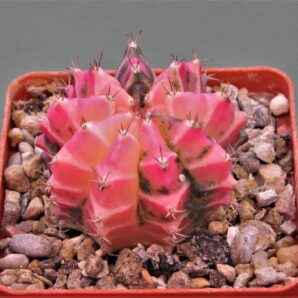 gymnocalycium-mihanovichii-f.-variegata-12