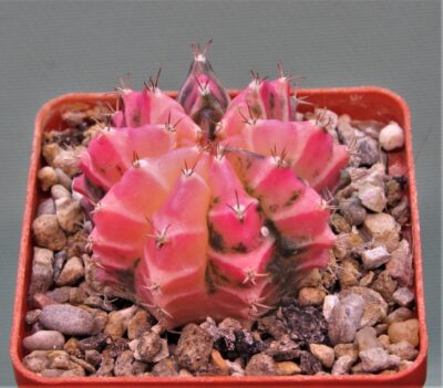 gymnocalycium-mihanovichii-f.-variegata-12