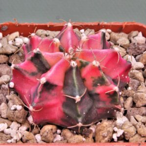 gymnocalycium-mihanovichii-f.-variegata-16