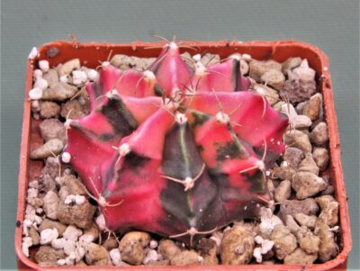 gymnocalycium-mihanovichii-f.-variegata-16