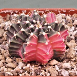 gymnocalycium-mihanovichii-f.-variegata-18-