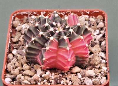 gymnocalycium-mihanovichii-f.-variegata-18-