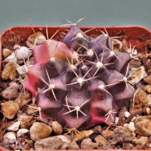 gymnocalycium-mihanovichii-f.-variegata-20