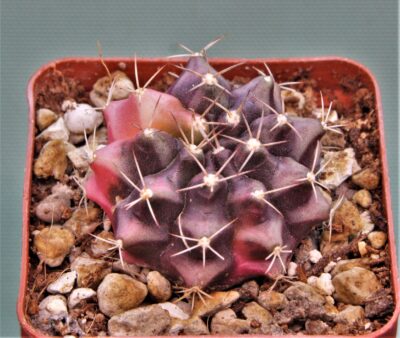 gymnocalycium-mihanovichii-f.-variegata-20