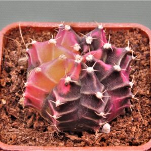 gymnocalycium-mihanovichii-f.-variegata-21