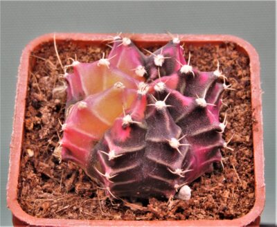 gymnocalycium-mihanovichii-f.-variegata-21
