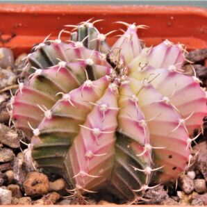 gymnocalycium-mihanovichii-f.-variegata-22