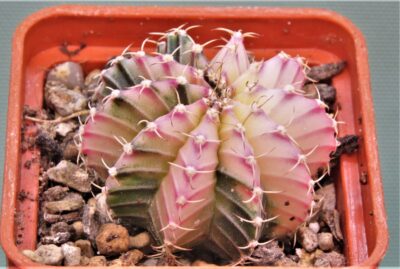 gymnocalycium-mihanovichii-f.-variegata-22