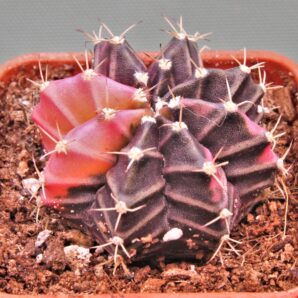 gymnocalycium-mihanovichii-f.-variegata-25