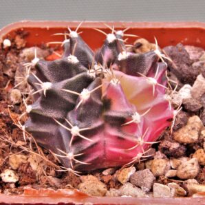 gymnocalycium-mihanovichii-f.-variegata-29