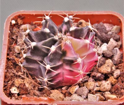 gymnocalycium-mihanovichii-f.-variegata-29