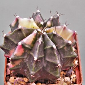 gymnocalycium-mihanovichii-f.-variegata-3