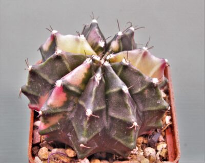 gymnocalycium-mihanovichii-f.-variegata-3