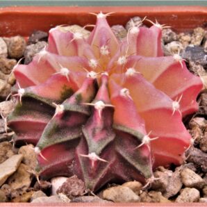 gymnocalycium-mihanovichii-f.-variegata-30