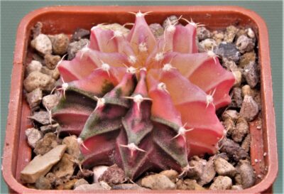 gymnocalycium-mihanovichii-f.-variegata-30