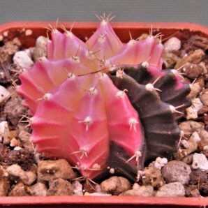 gymnocalycium-mihanovichii-f.-variegata-31