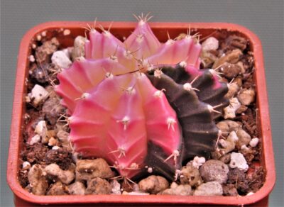 gymnocalycium-mihanovichii-f.-variegata-31